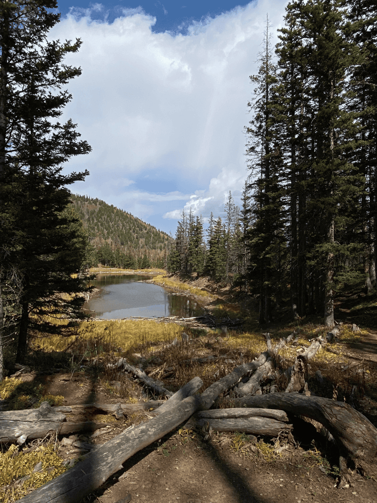 Tranquil mountain lake surrounded by tall pine trees near a forest trail, scenic landscape for outdoor adventures.