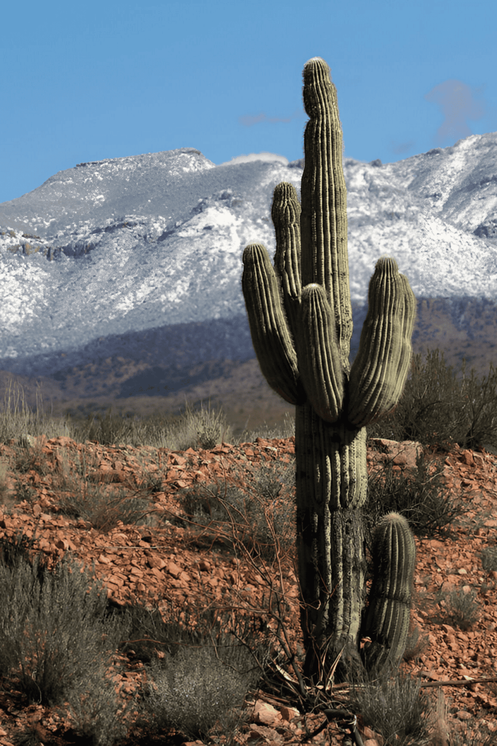 Majestic saguaro cactus in desert landscape with snow-capped mountains, Arizona scenery, and clear blue sky.