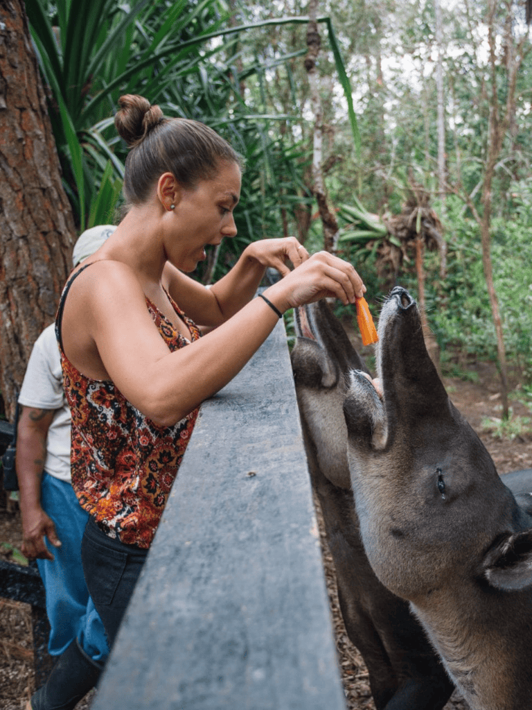 Feed kangaroos at wildlife sanctuary in Australia, interact with friendly animals and enjoy nature.