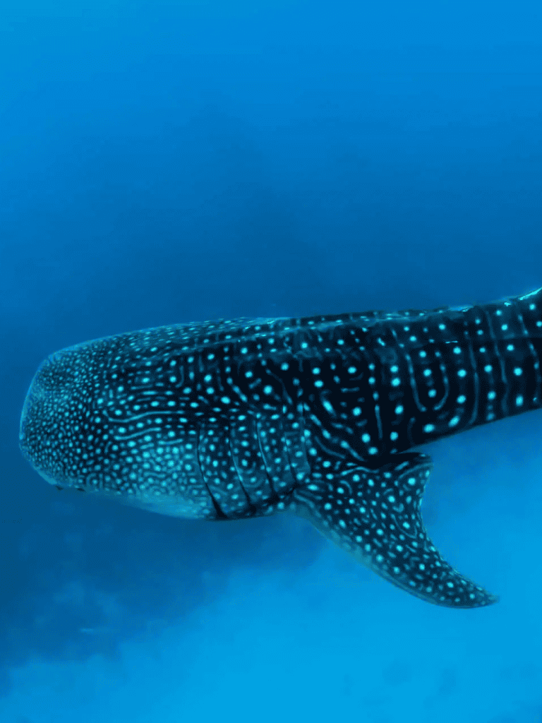 Whale shark swimming in the ocean with bioluminescent spots, deep sea ocean wildlife, marine life conservation.