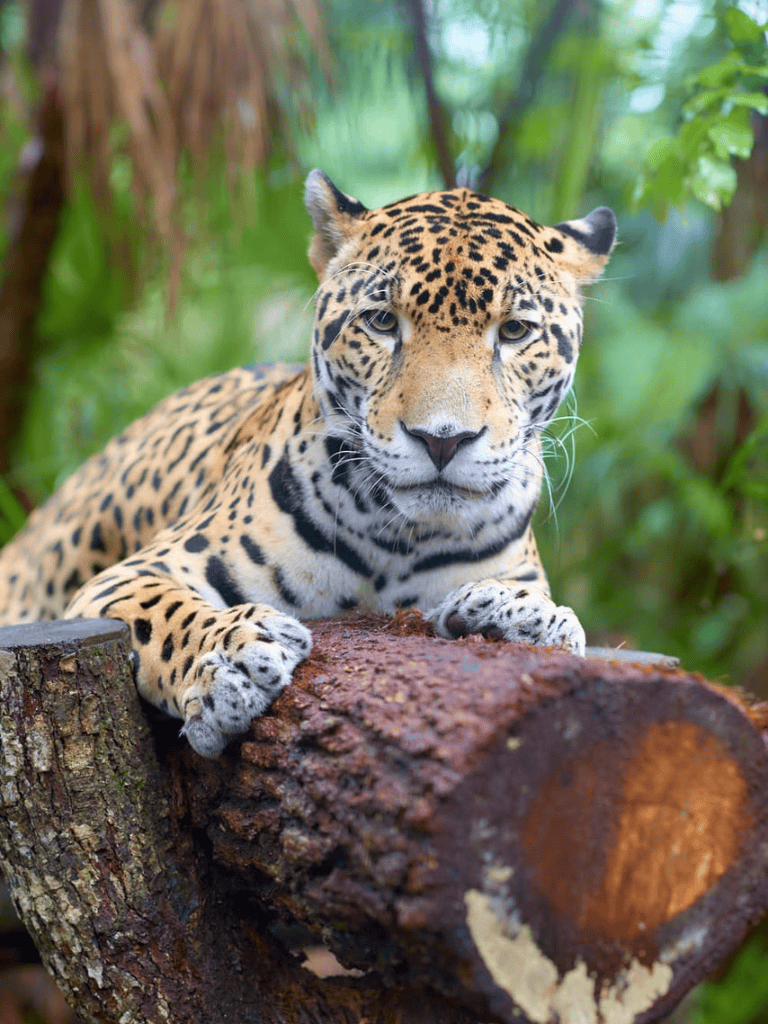 Majestic jaguar resting on a tree log in lush jungle setting.