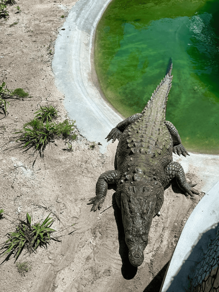 Crocodile basking near green water pond at zoo or wildlife park.
