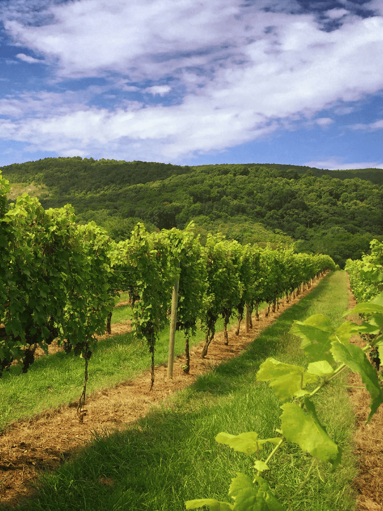 Vineyard with lush green grapevines under blue sky at Quest for Directions.