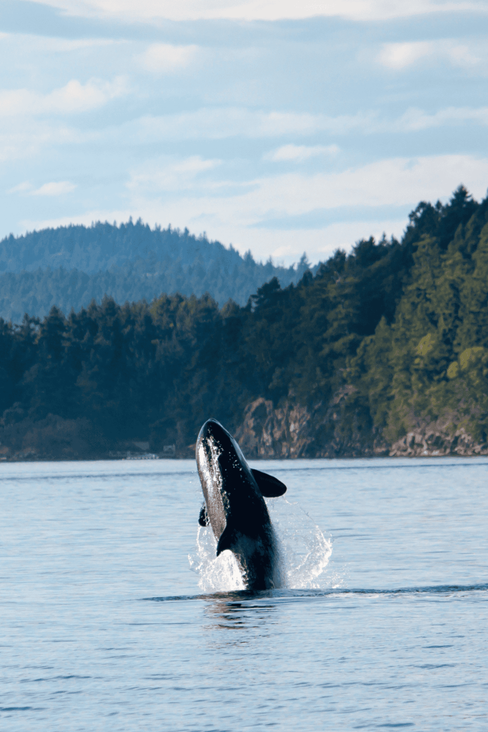 1. Humpback whale breaching in ocean with forested coastline and mountains.