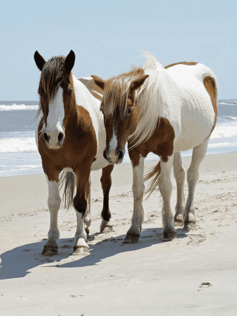 Rose and white horses on sunny beach with ocean waves in background.