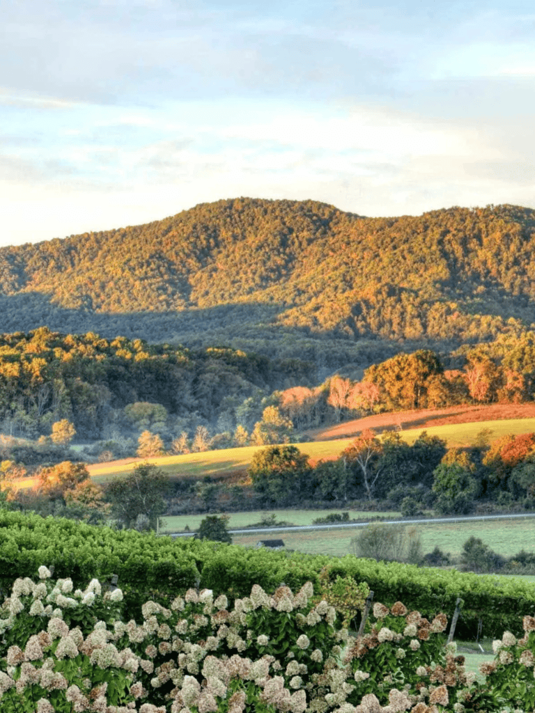 Vineyard landscape with mountains and colorful foliage, perfect for scenic drives in Appalachia.