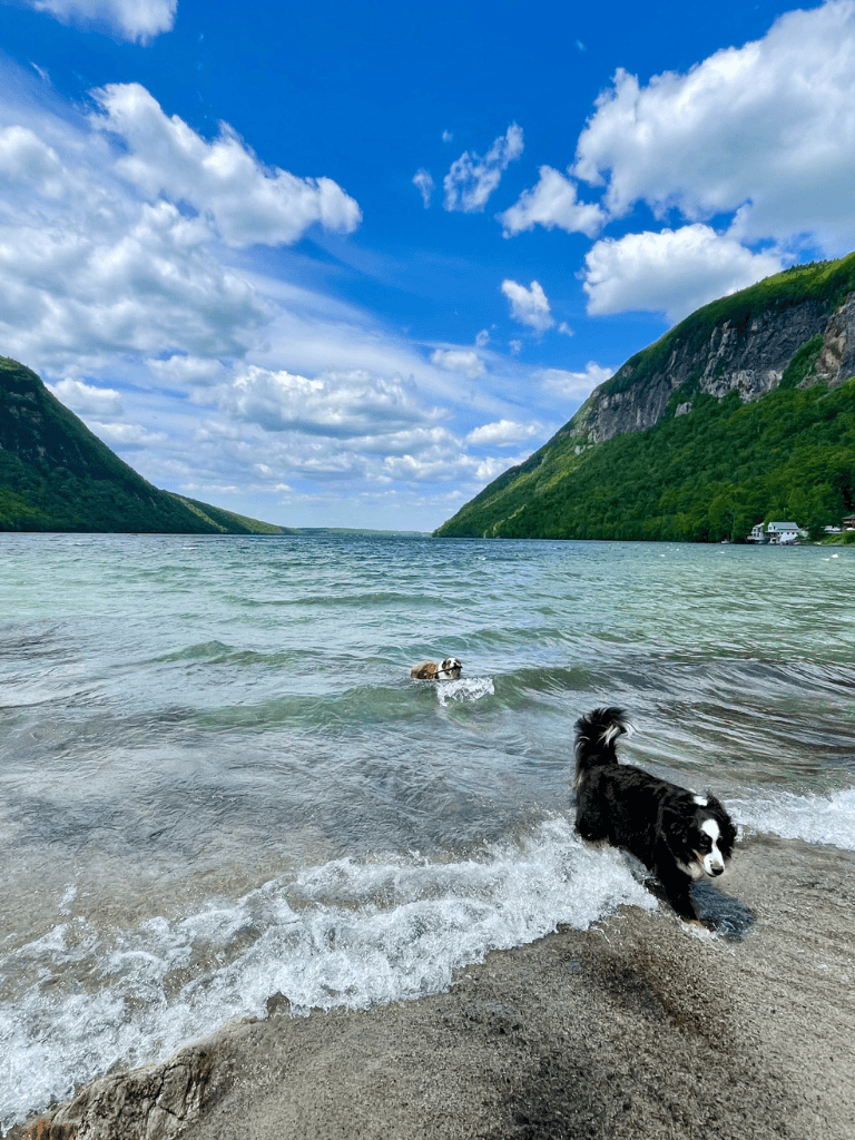 Calm river with lush green mountains and dogs enjoying water scene on a sunny day.