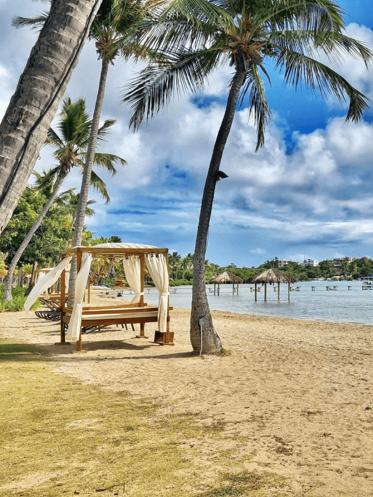 Relaxing beach scene with palm trees and ocean view at QuestForDirections tropical destination.