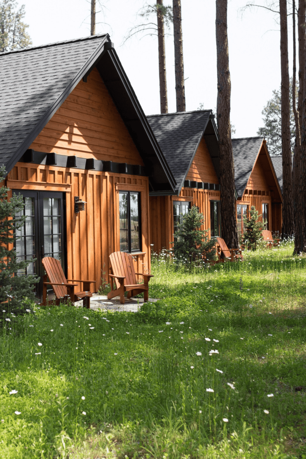 Wooden cabin rentals surrounded by tall pine trees in a lush green forest.