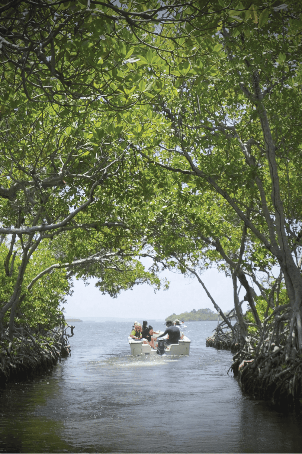 Guided boat tour through mangrove forest with lush greenery and water channels.