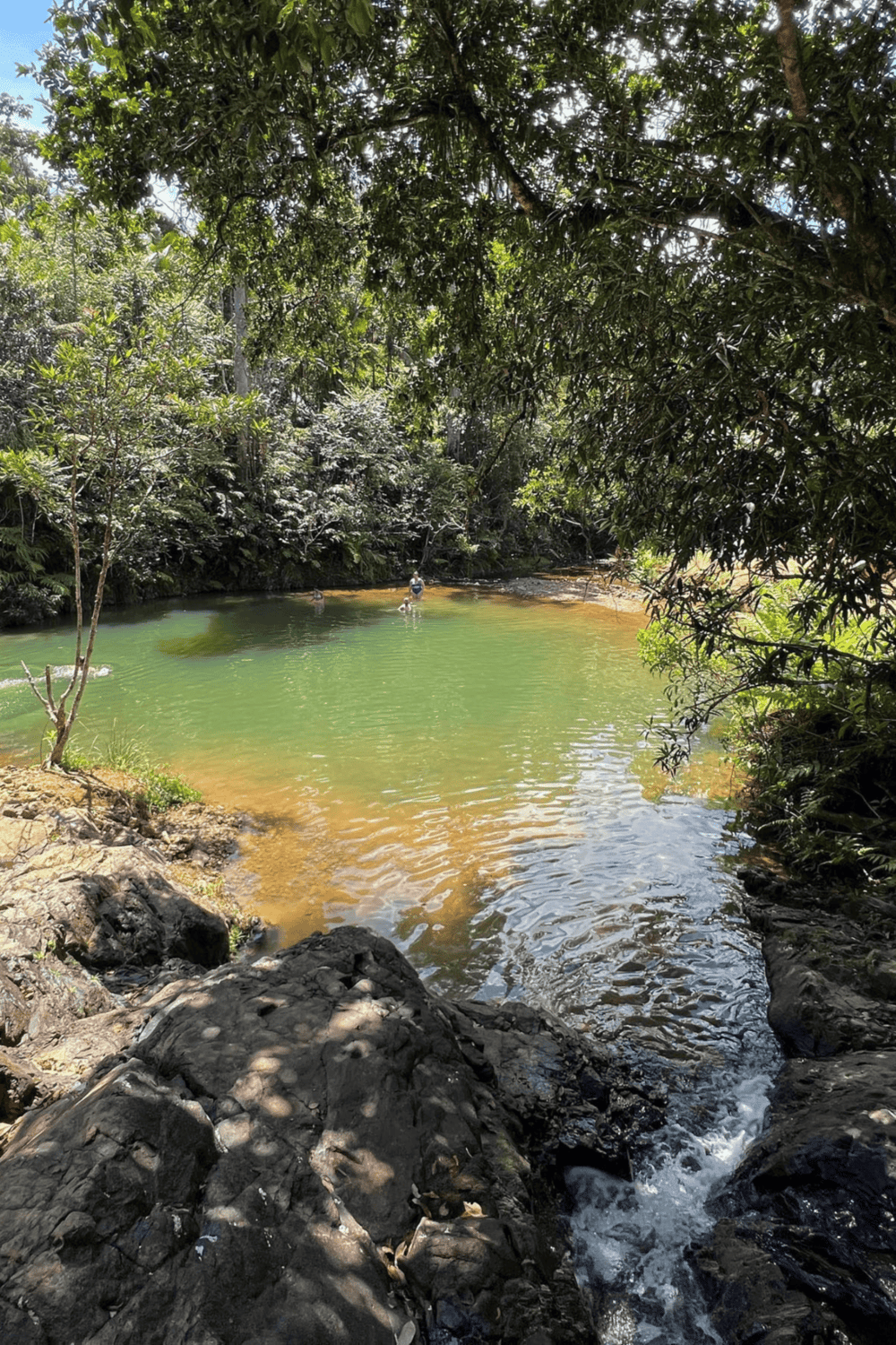 Tranquil natural hot spring surrounded by lush greenery in a tropical forest setting.