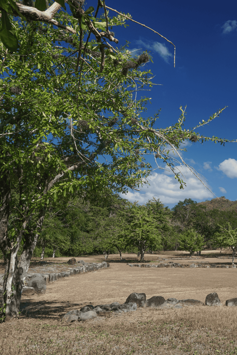 Lush green trees in a sunny outdoor park setting with clear blue sky.