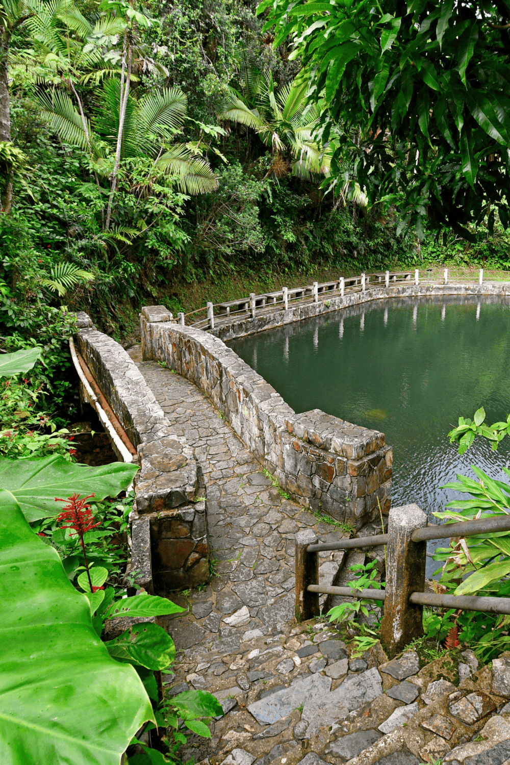 Lush tropical garden with stone pathway and pond, ideal for outdoor exploration and nature photography.