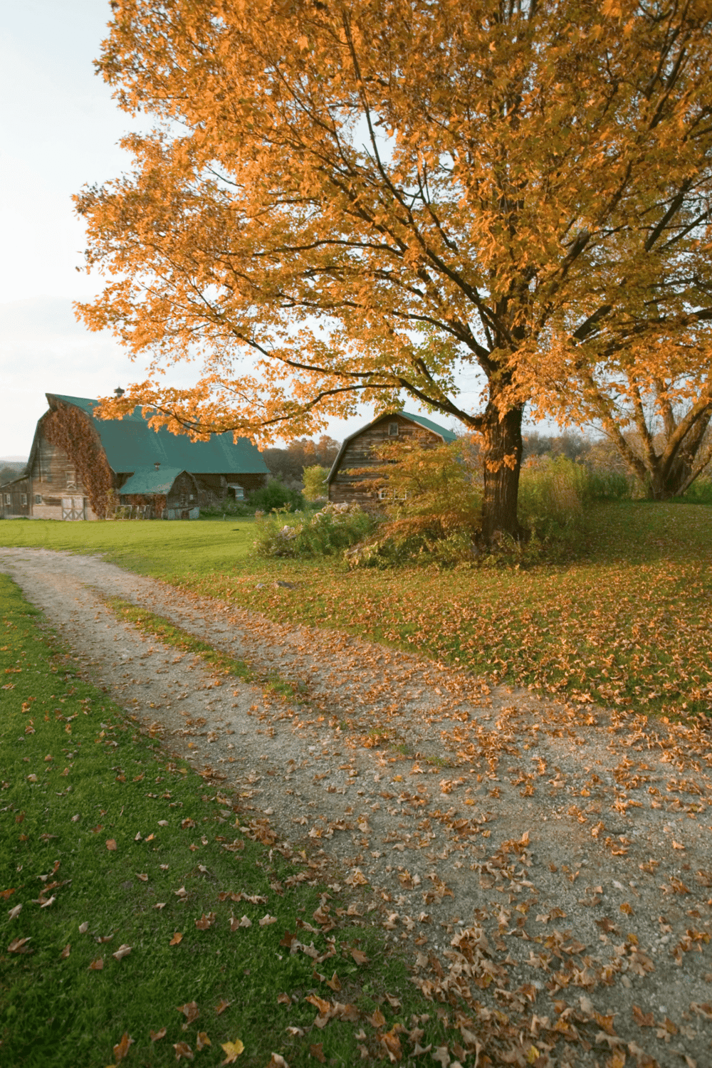 Autumn rural landscape with barn, large orange maple tree, and leaf-covered dirt path, perfect for scenic outdoor adventure.