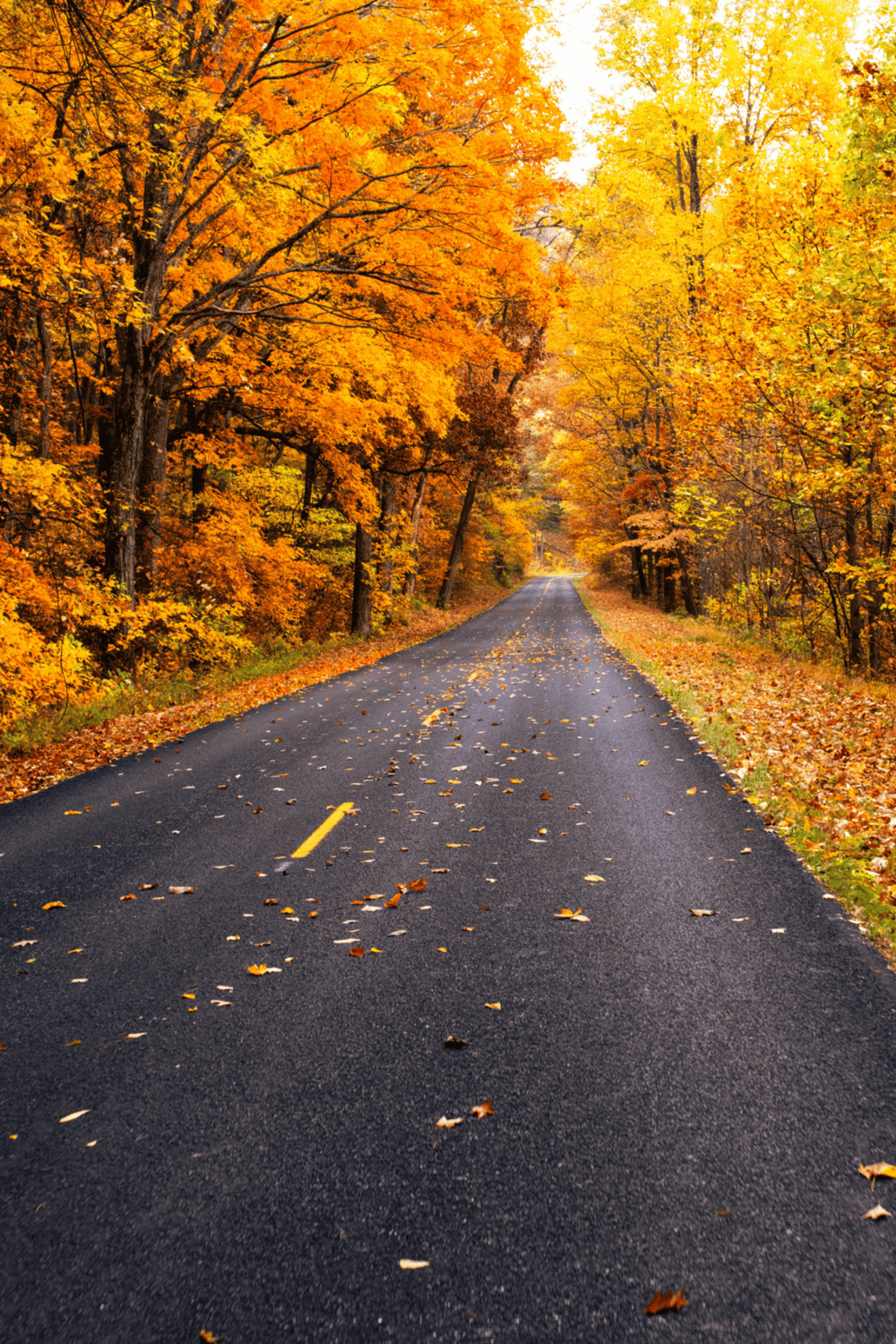 Colorful autumn road through vibrant fall foliage in scenic forest setting.