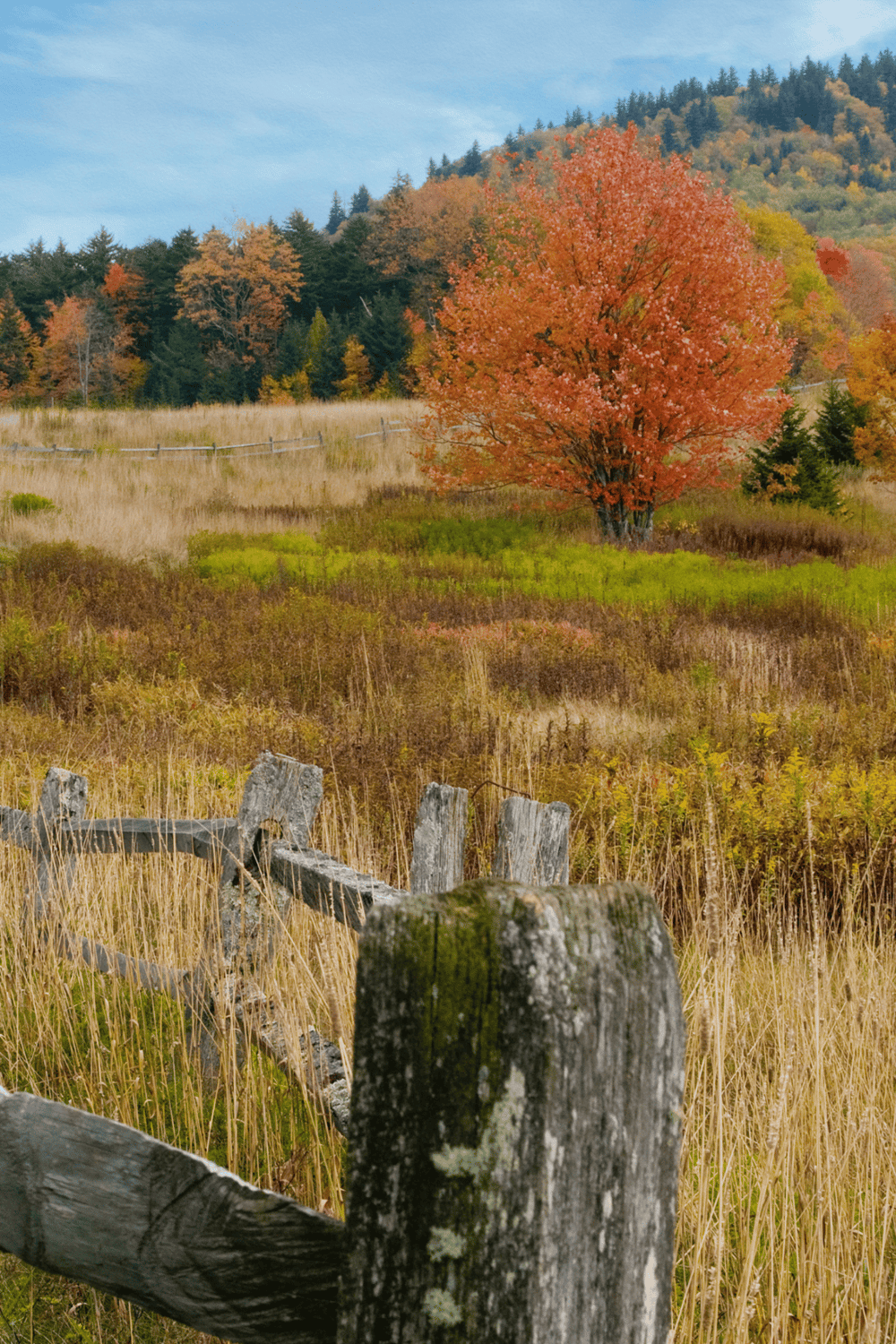 Vibrant fall foliage with orange-red tree and rustic wooden fence in a scenic mountain landscape.