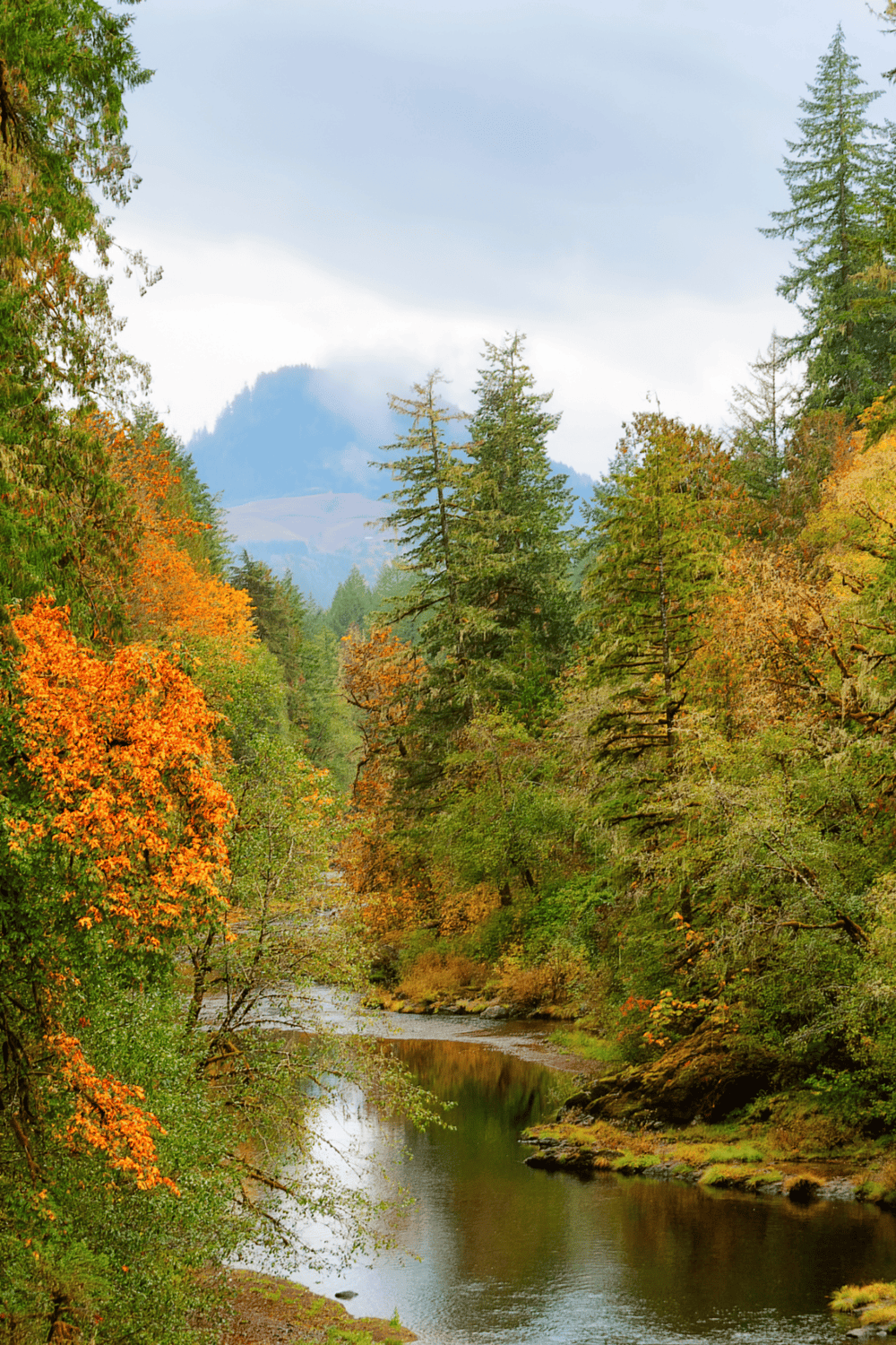 Serene autumn forest with a flowing river, vibrant fall foliage, and misty mountains in the background, perfect for nature exploration.