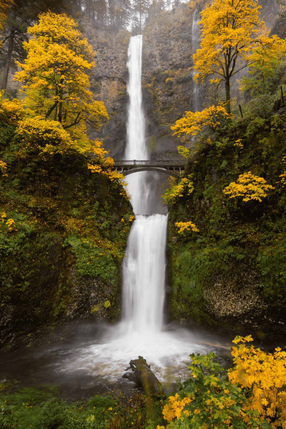Majestic Multnomah Falls during autumn with vibrant yellow foliage and scenic bridge view.