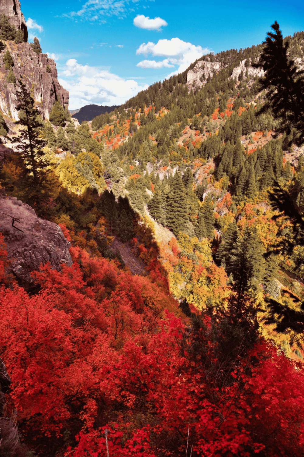 Vivid autumn forest landscape with colorful trees and mountain cliffs in the background.