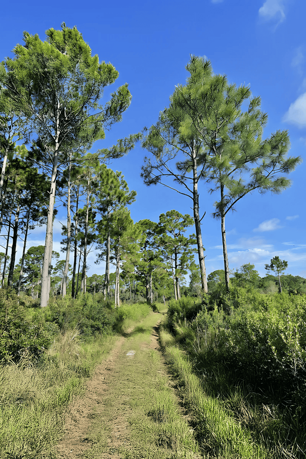Lush pine forest with a dirt hiking trail under a bright blue sky, ideal for outdoor adventure.