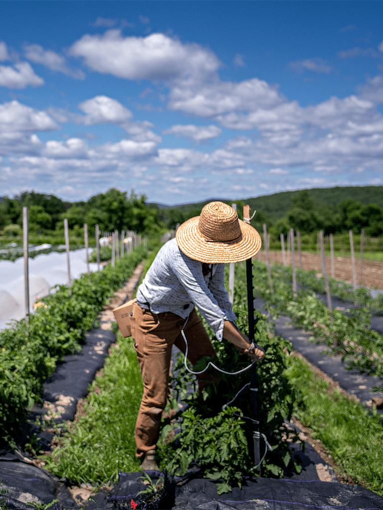 Lush green farm fields with drip irrigation, farmer working on tomato plant, sunny outdoor rural scene, QuestForDirections.