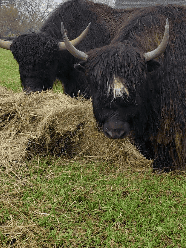 Black Highland cattle feeding on hay in a grassy field.