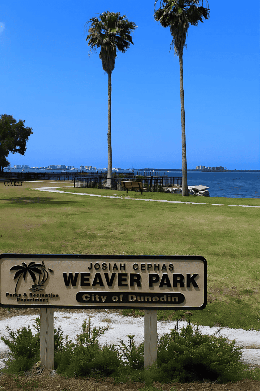Palm trees at Weaver Park in Dunedin, Florida with waterfront view and city skyline.