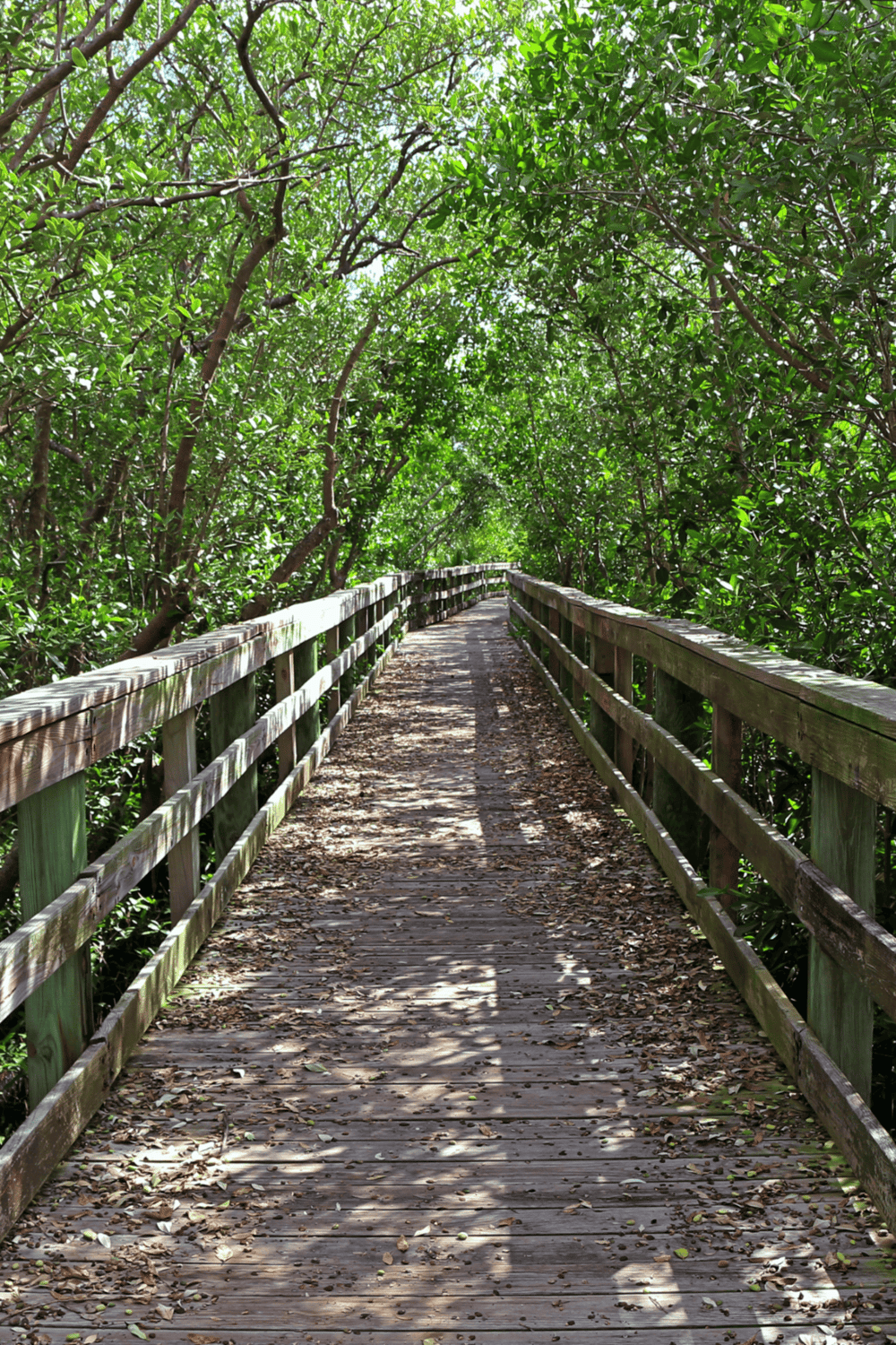 Lush green forest trail on wooden boardwalk, immersive nature walk, outdoor adventure, eco-tourism destination.