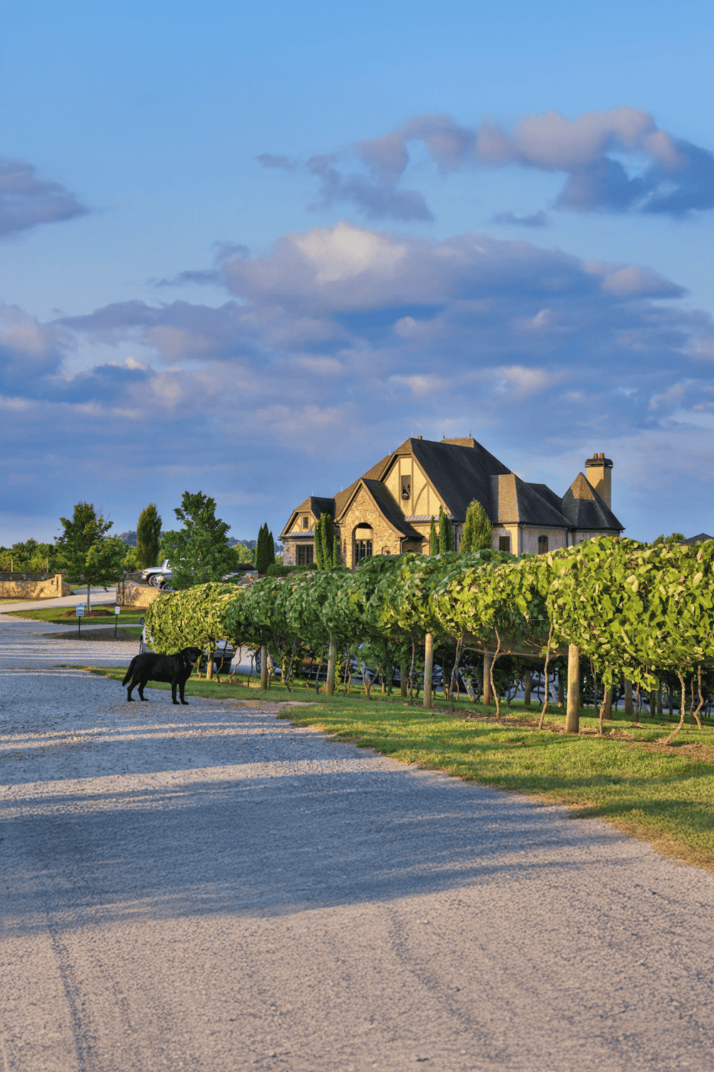 Vineyard estate with scenic house, clear sky, and lush greenery, perfect for travel and luxury destination SEO keywords.