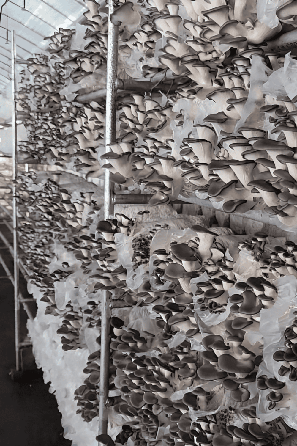 Fresh mushroom cultivation at Quest For Directions mushroom farm, showcasing thriving mushroom mushroom growth in a high-tech environment.