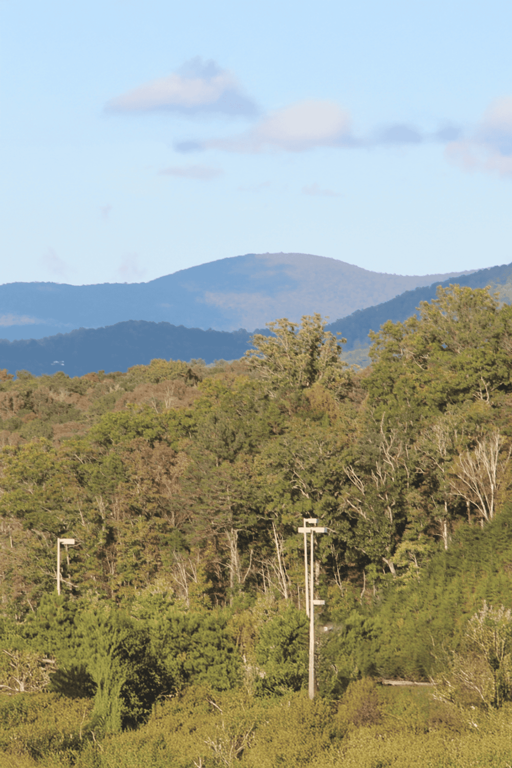 Lush green forest with rolling mountains and power lines under a blue sky.