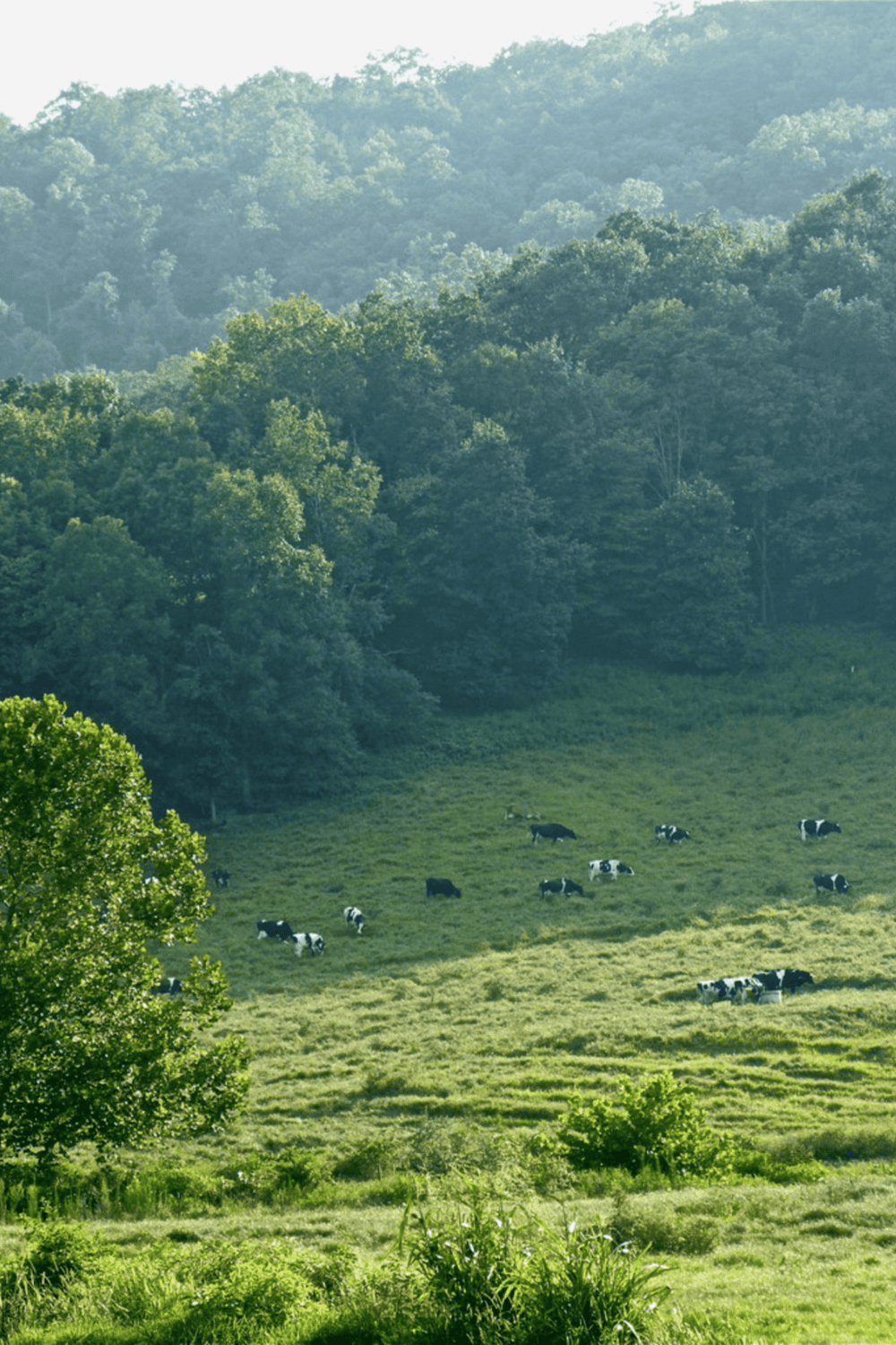 Majestic green forest landscape with grazing cows in open pasture, scenic mountain view, nature, tranquility, rural, farm scene, QuestForDirections.