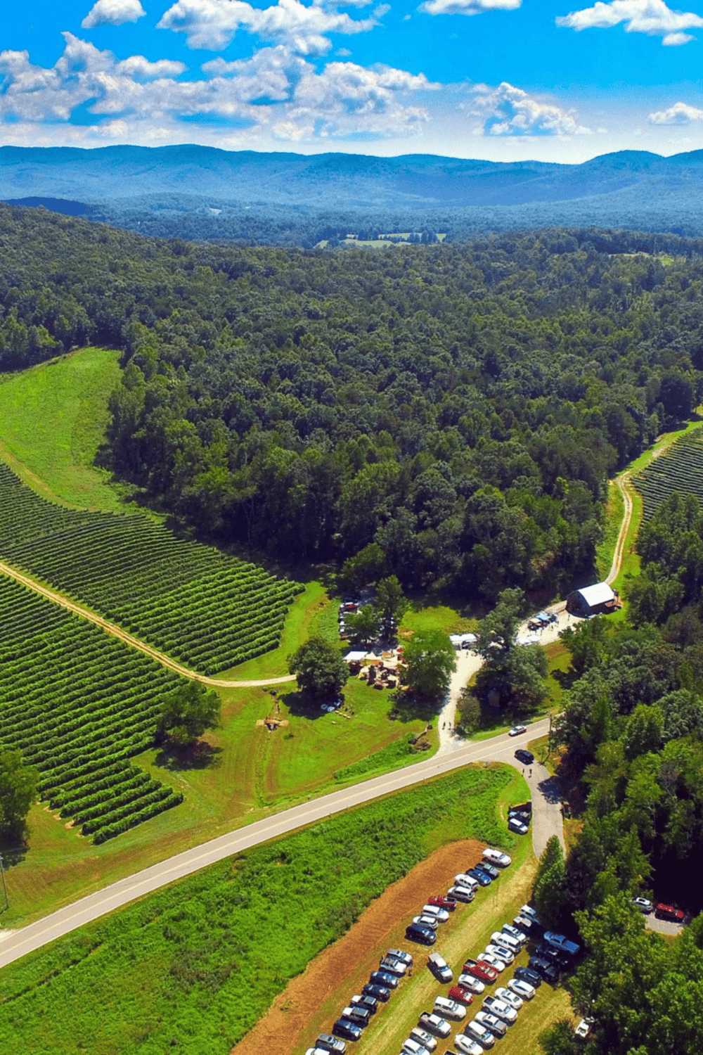 Vineyard and lush forest landscape in Tennessee for outdoor adventure and hiking.