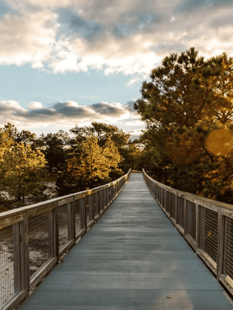Climbing footbridge surrounded by trees during sunset, nature walk, and outdoor adventure.