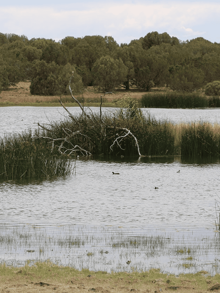 Peaceful wetland scene with ducks and lush greenery for nature and wildlife conservation SEO.