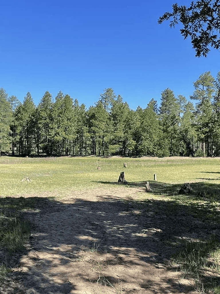 Tranquil forest trail with tree stumps leading into dense woods and a clear blue sky.
