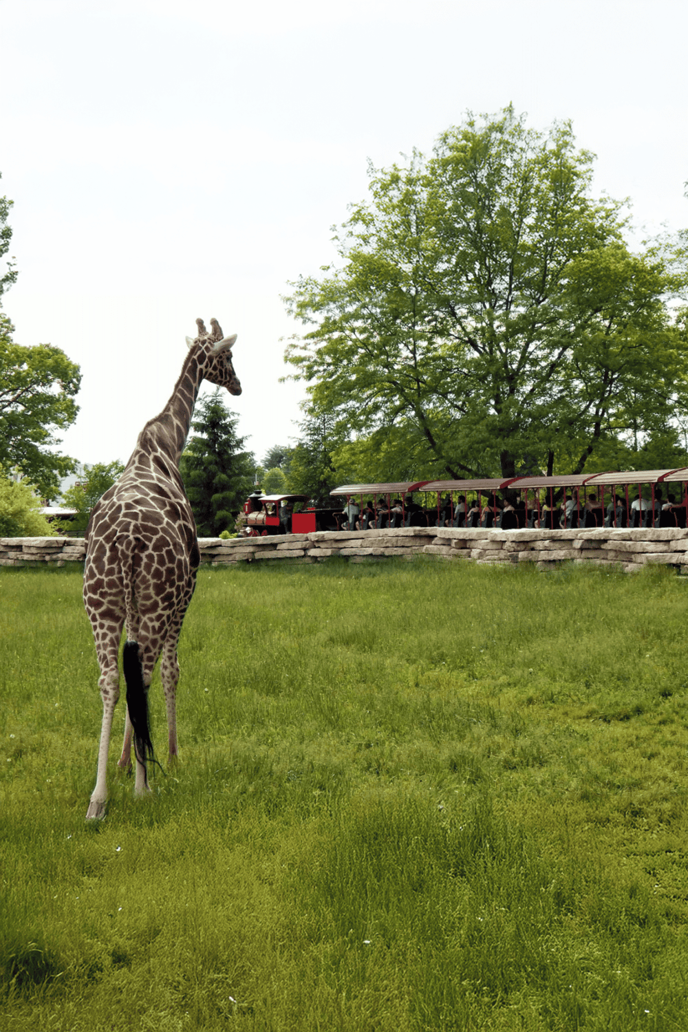 Giraffe at zoo with sightseeing train and lush green trees, family-friendly outdoor animal adventure.