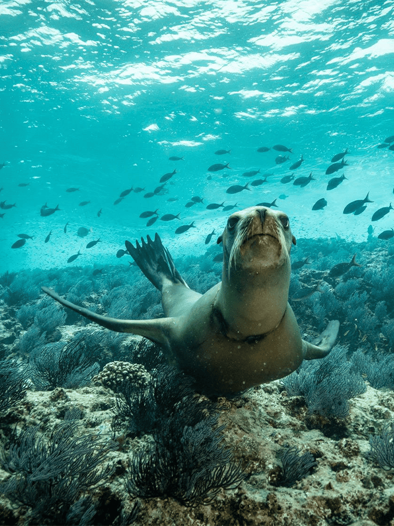 Seal underwater exploration marine life ocean ecosystem.