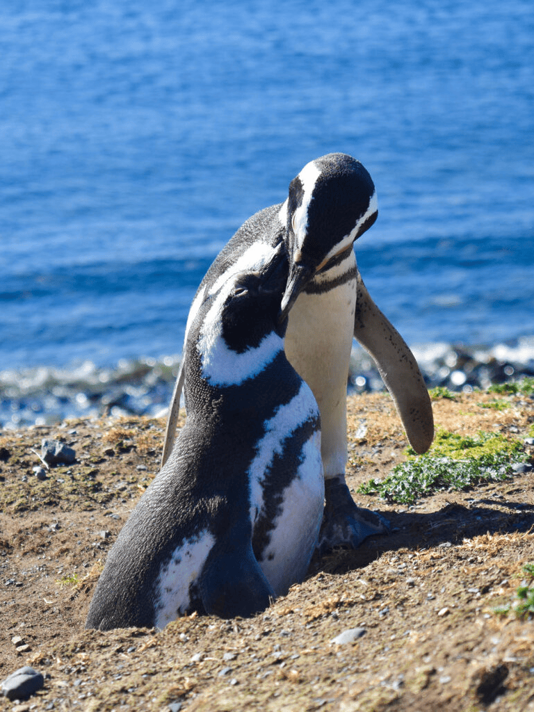 Adorable African penguins on rocky beach with ocean background.