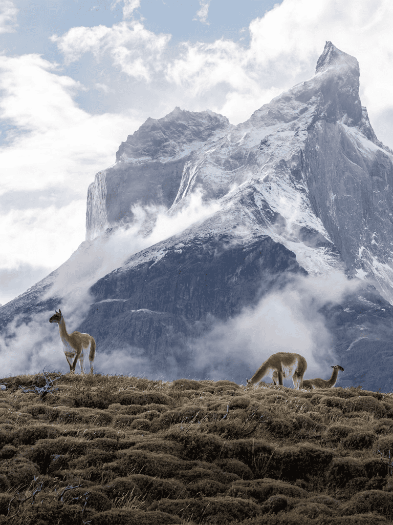 Graceful llamas grazing in the Andes mountain landscape with rugged peaks and cloudy sky background.