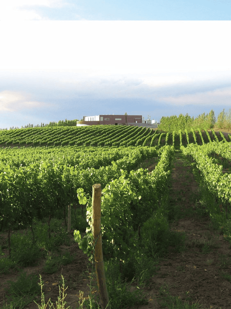 Vineyard landscape at QuestForDirections, lush green vineyard rows with modern building in background.