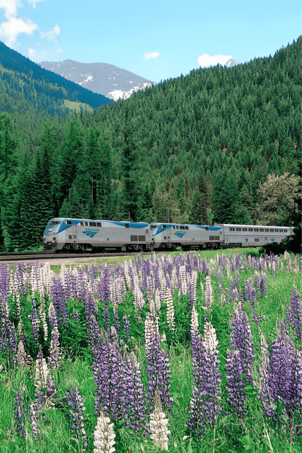 Scenic mountain landscape with Amtrak train passing through lush green forest and purple wildflowers.