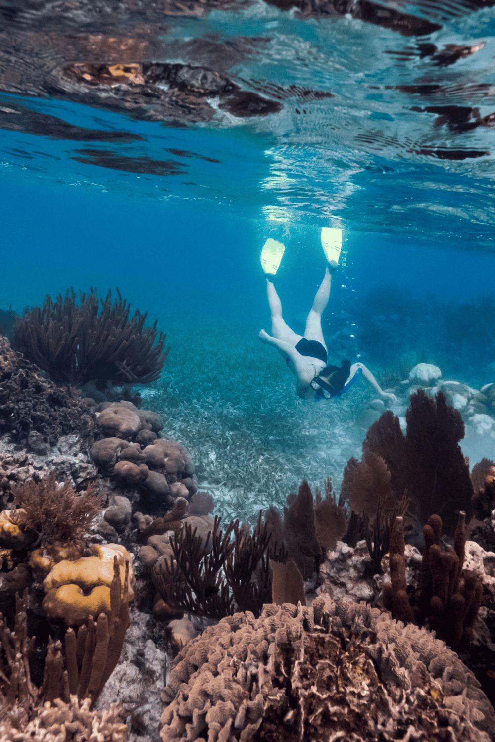 Diving underwater with bright coral reefs and marine life, promoting scuba diving adventures and ocean exploration.