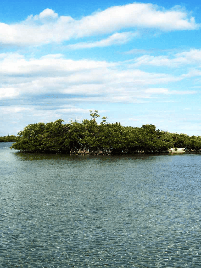 Lush mangrove island in calm water under blue sky with clouds.