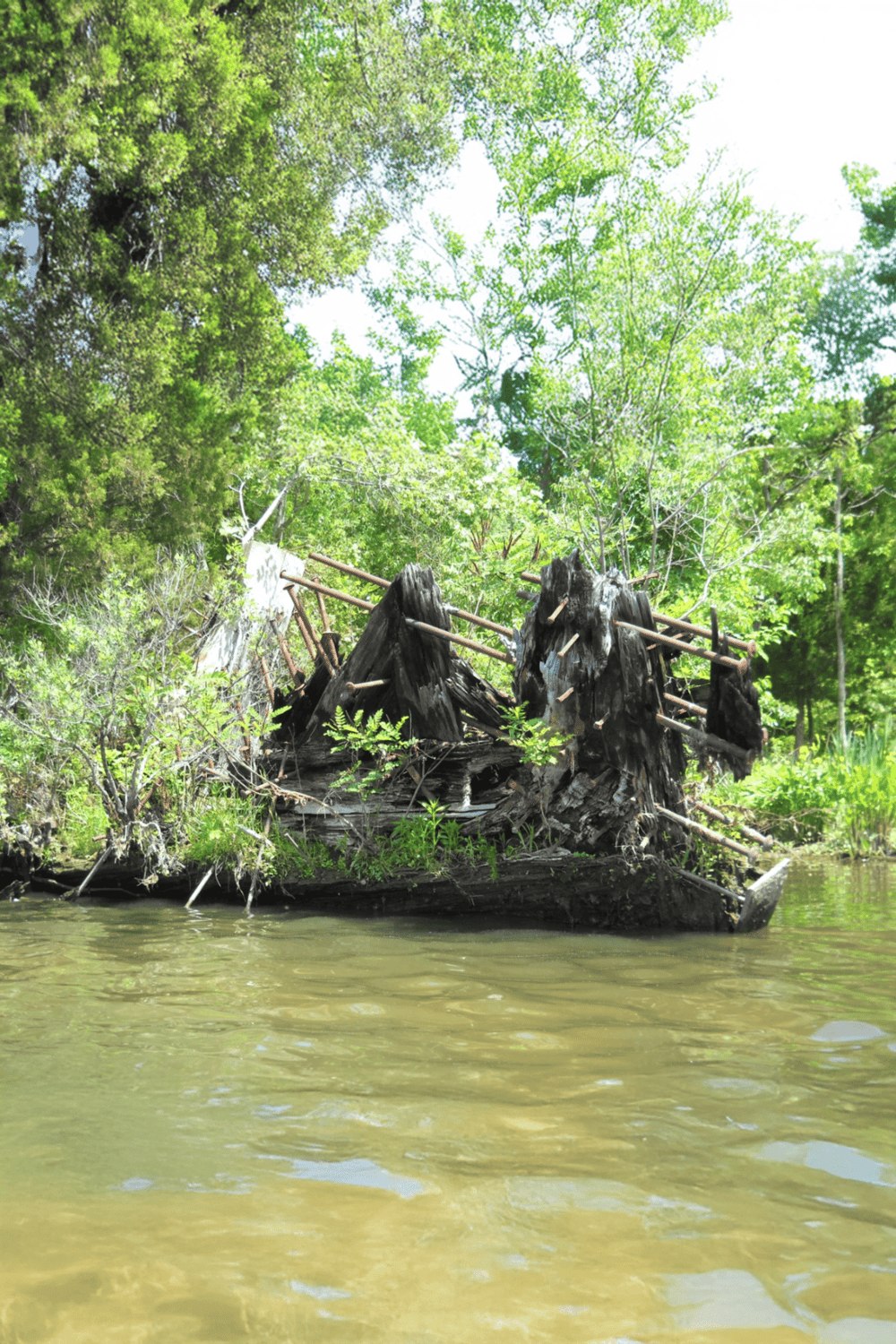 Decaying tree and bridge ruins in lush green riverside forest, nature scenery.