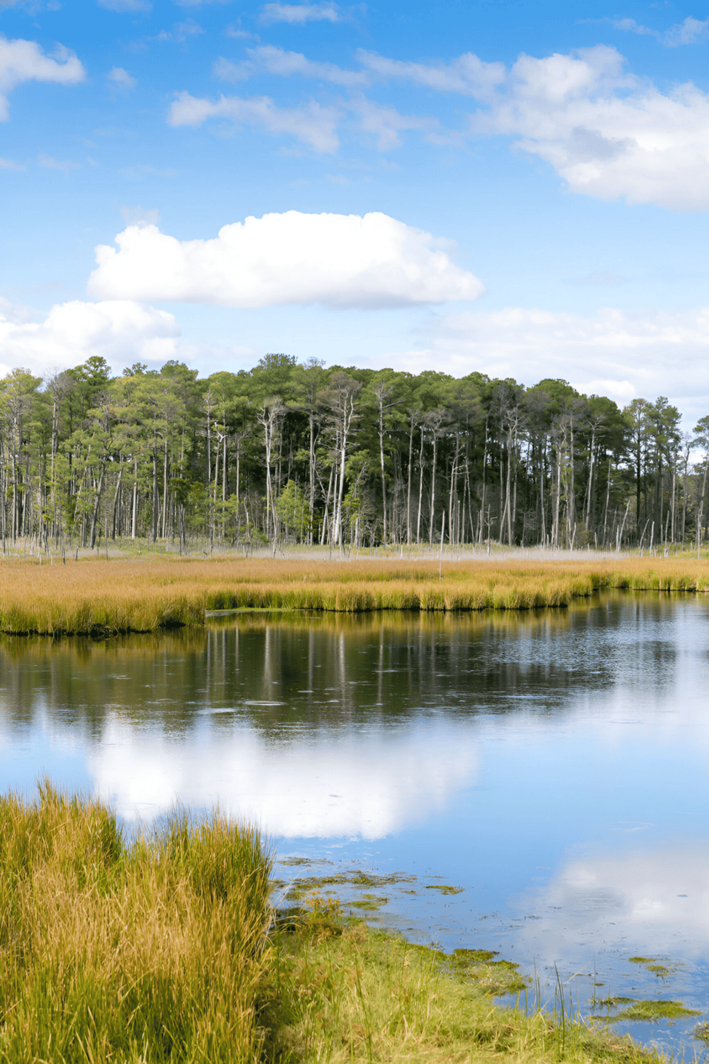 Serene wetlands with lush trees and calm water, perfect for nature exploration and outdoor activities.