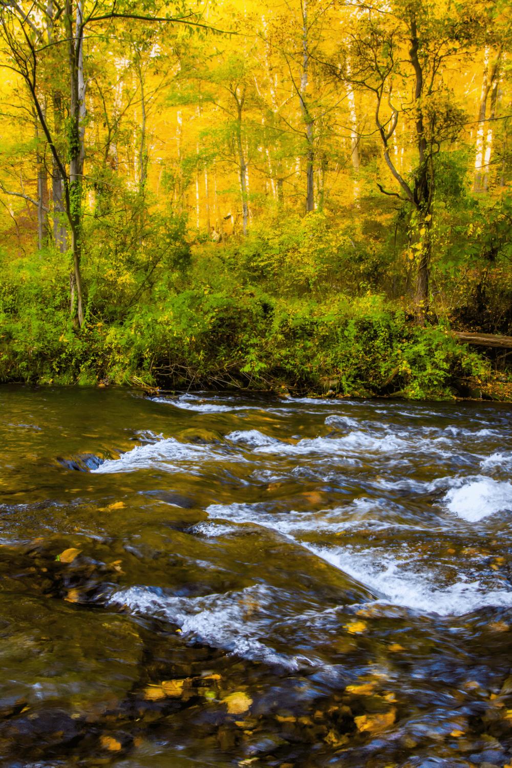 Tranquil autumn forest scene with flowing creek, colorful fall foliage, and lush greenery.