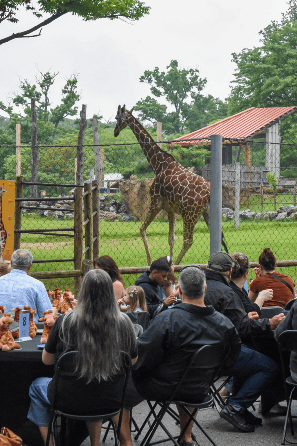 Giraffe enclosure at zoo, wildlife conservation, family-friendly zoo visit, animal exhibits, QuestForDirections.
