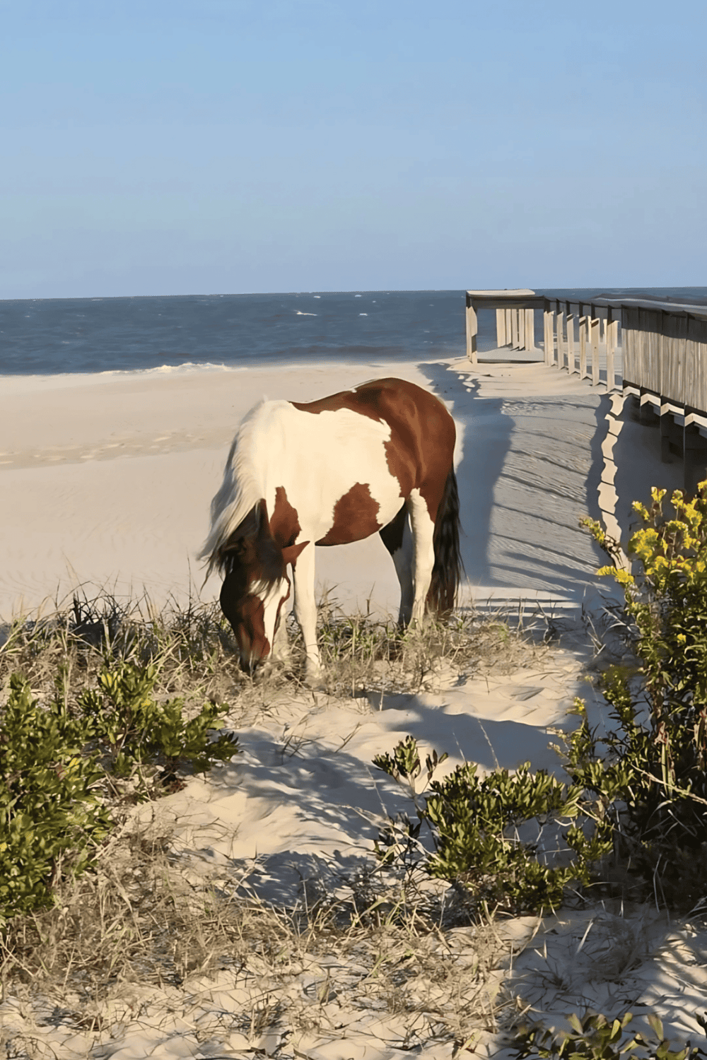 A beautiful horse grazing on a sandy beach with ocean waves in the background.