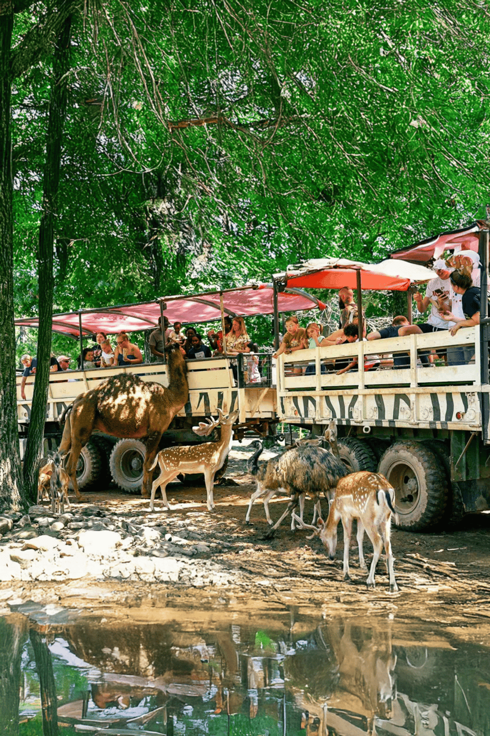 Wildlife safari tram tour with visitors observing exotic animals under large shady trees.